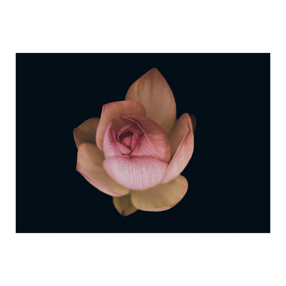 Blush Nymphaea
