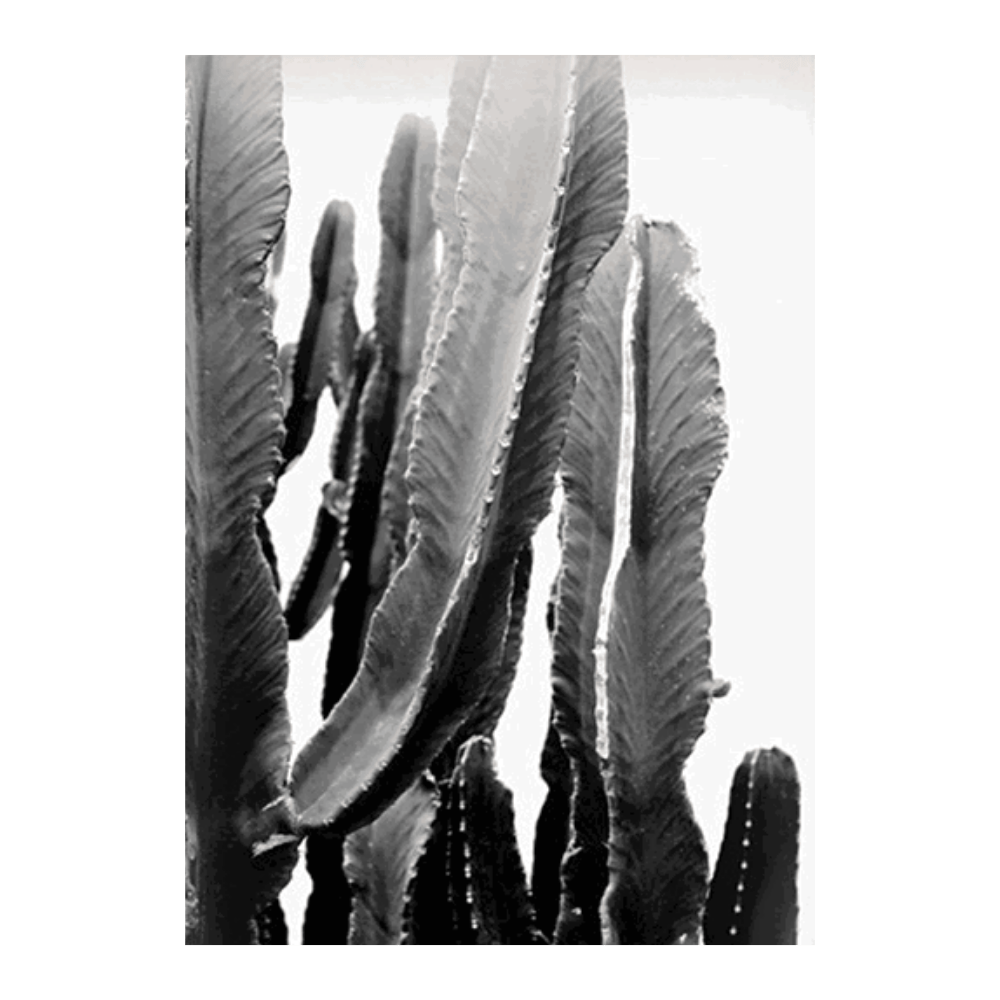 Fat Cactus
