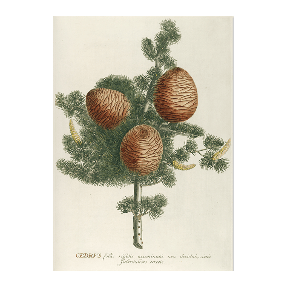Cedrus