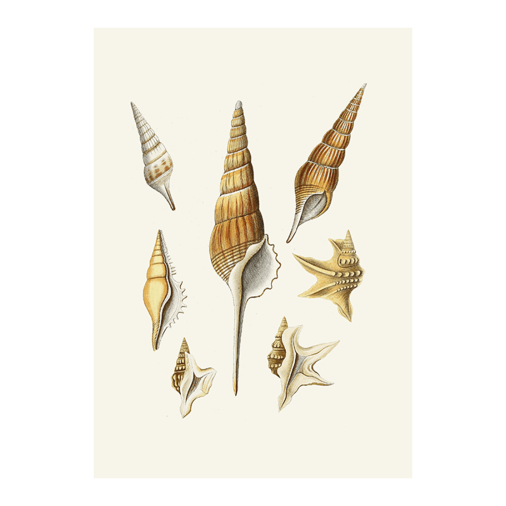 Strombea XXIX
