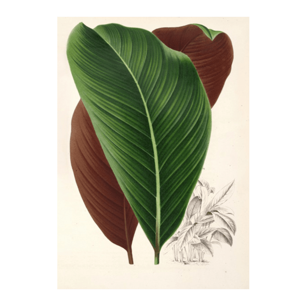 Calathea pacifica (1854-1896)