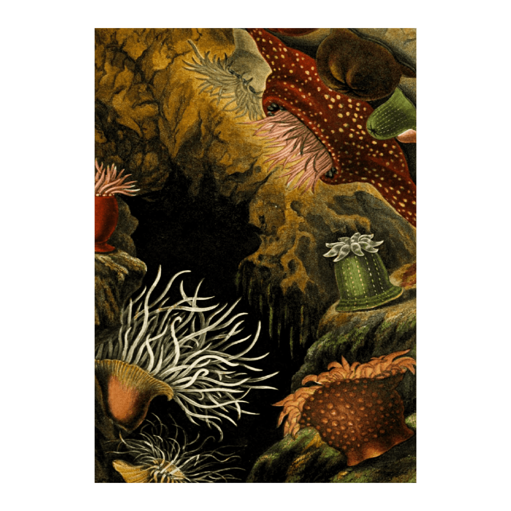 Actinia Mesembryanthemum (1860)