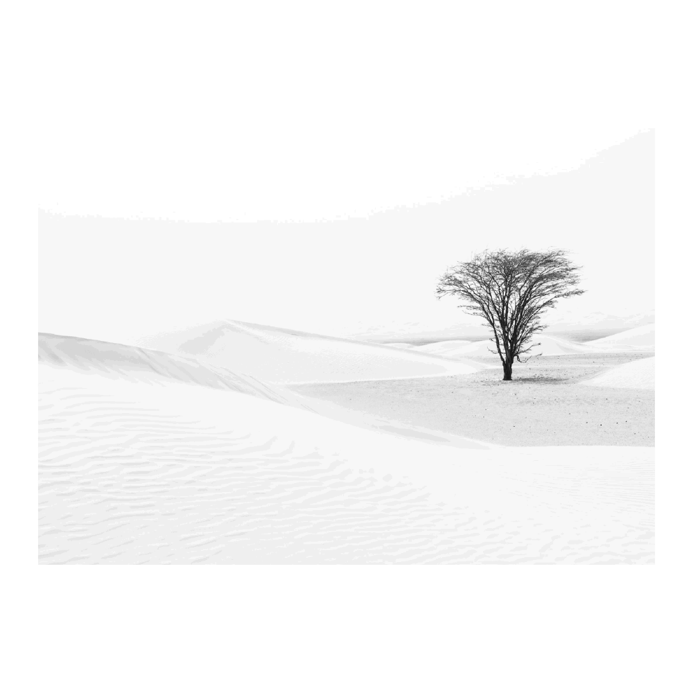 Lonely Tree In The Desert