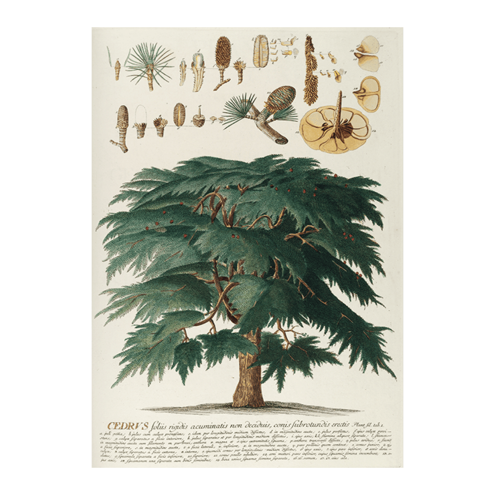 Cedrus II