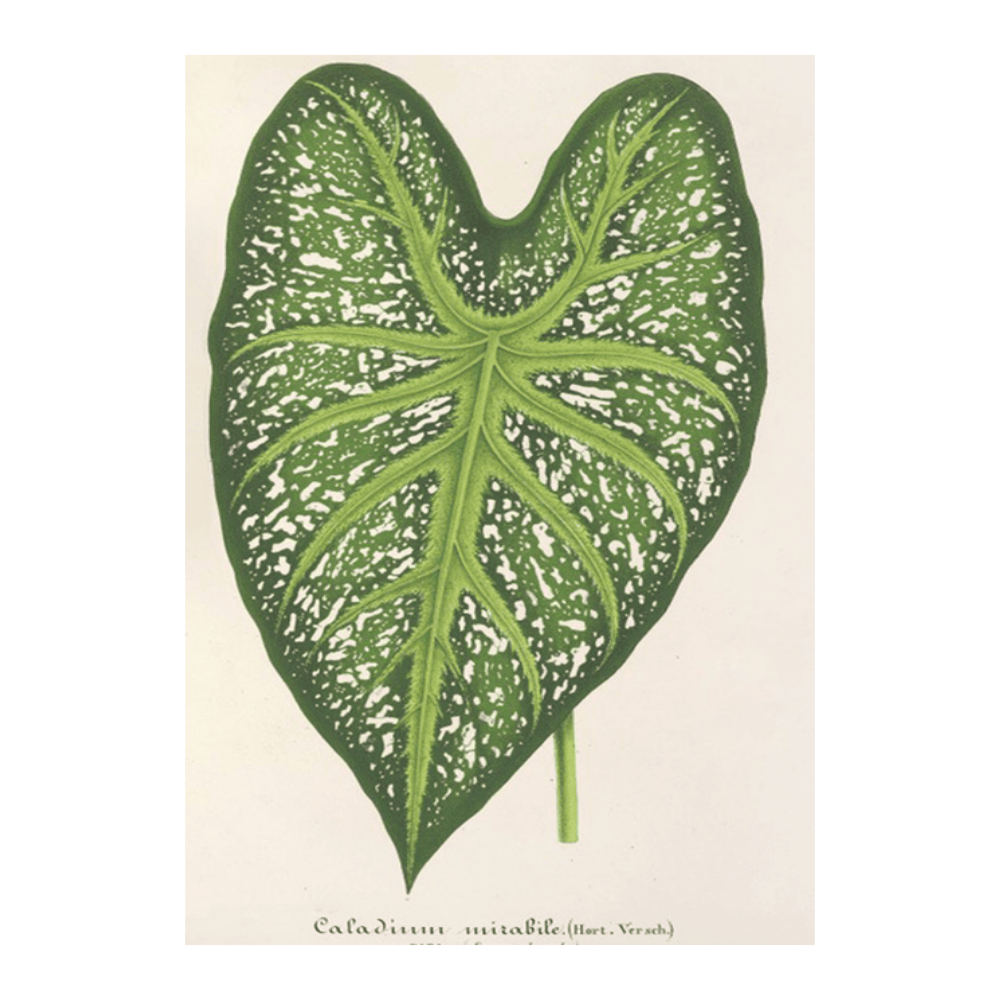 Caladium Mirabile (1854-1896)