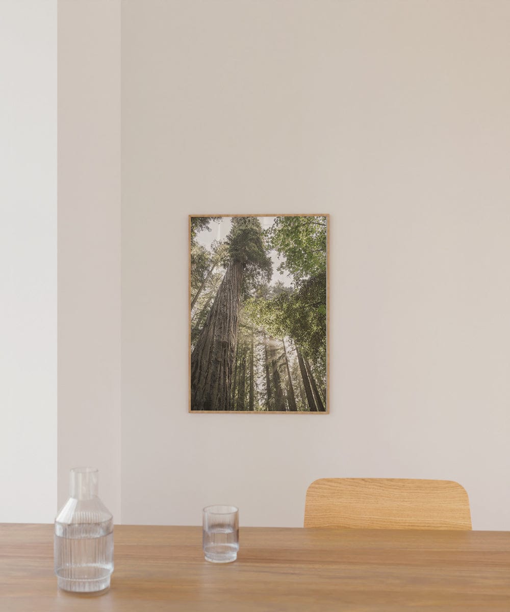 Redwoods