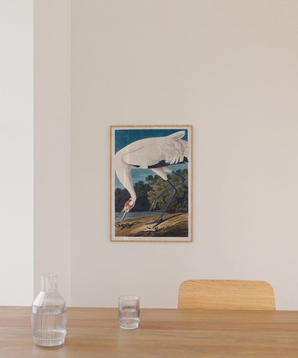 John James Audubon: "Hooping Crane II"