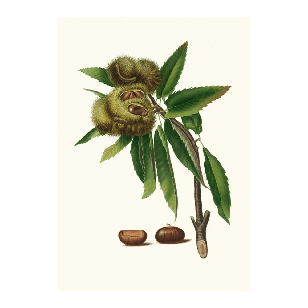 Castagna marrona [Spanish Chestnut]