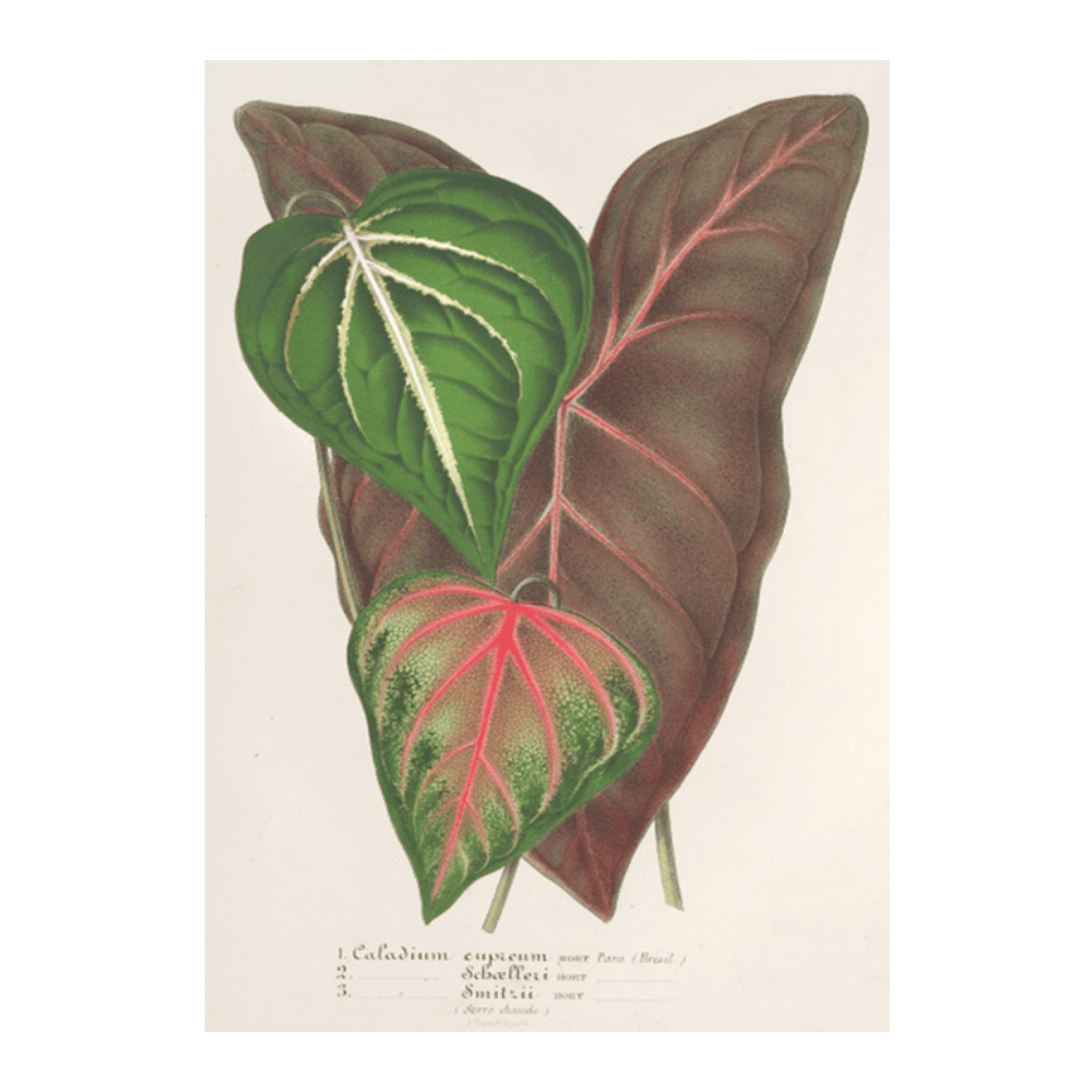 Caladium Variétés (1854-1896)