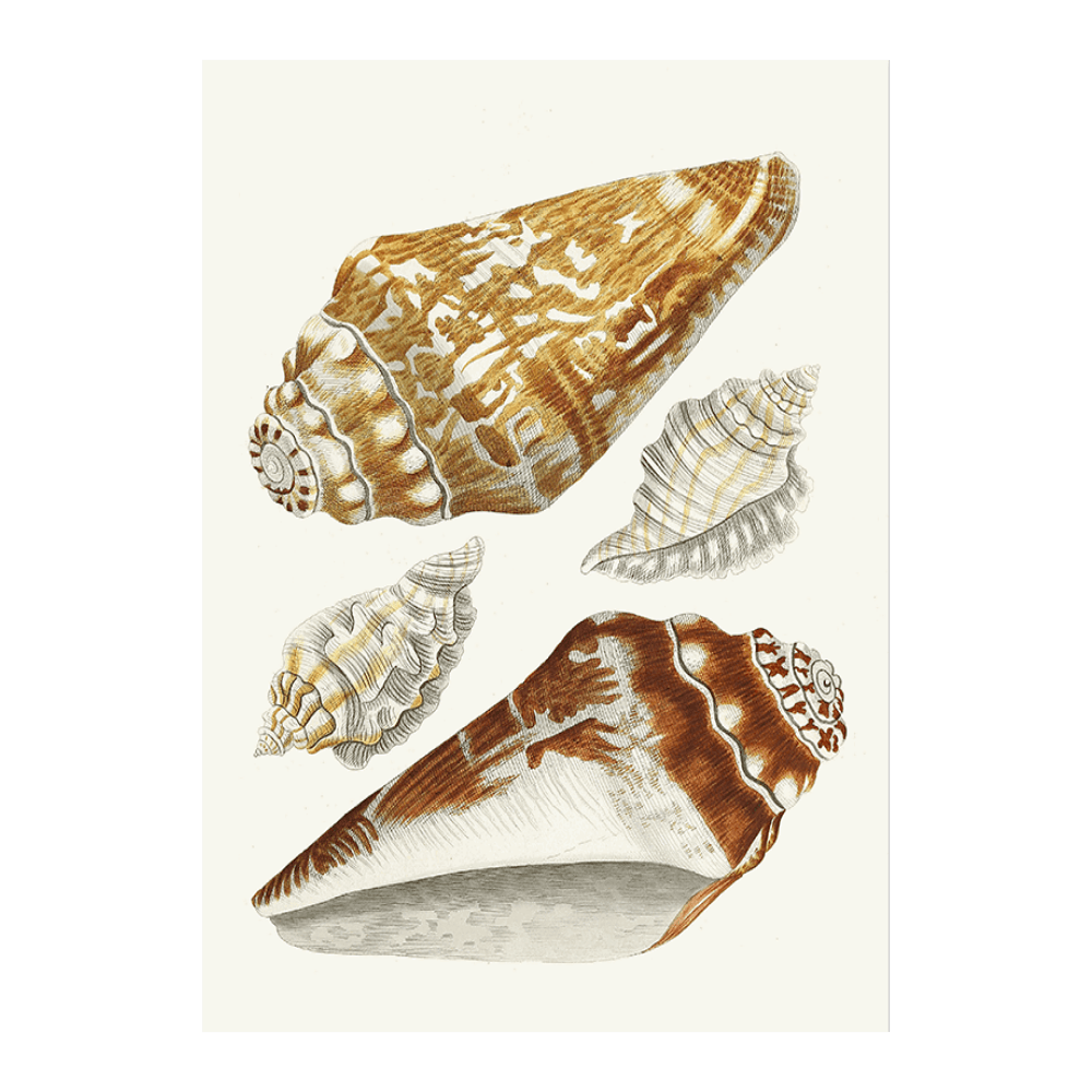 Strombea XXVII