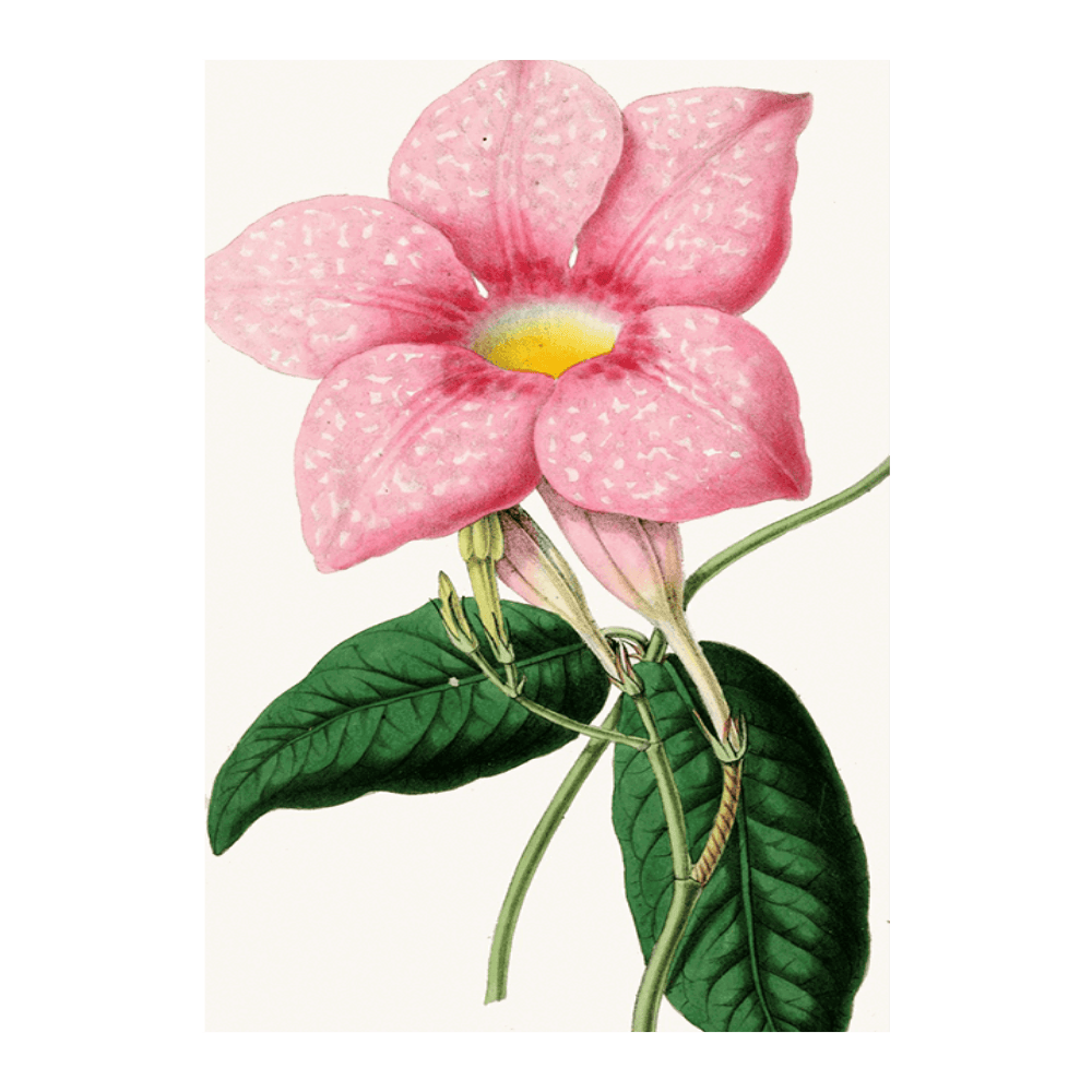Dipladenia Magnifica