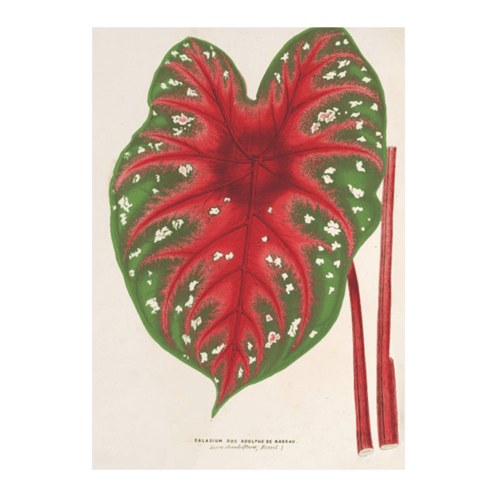 Caladium Duc Adolphe de Nassau (1854-1896)