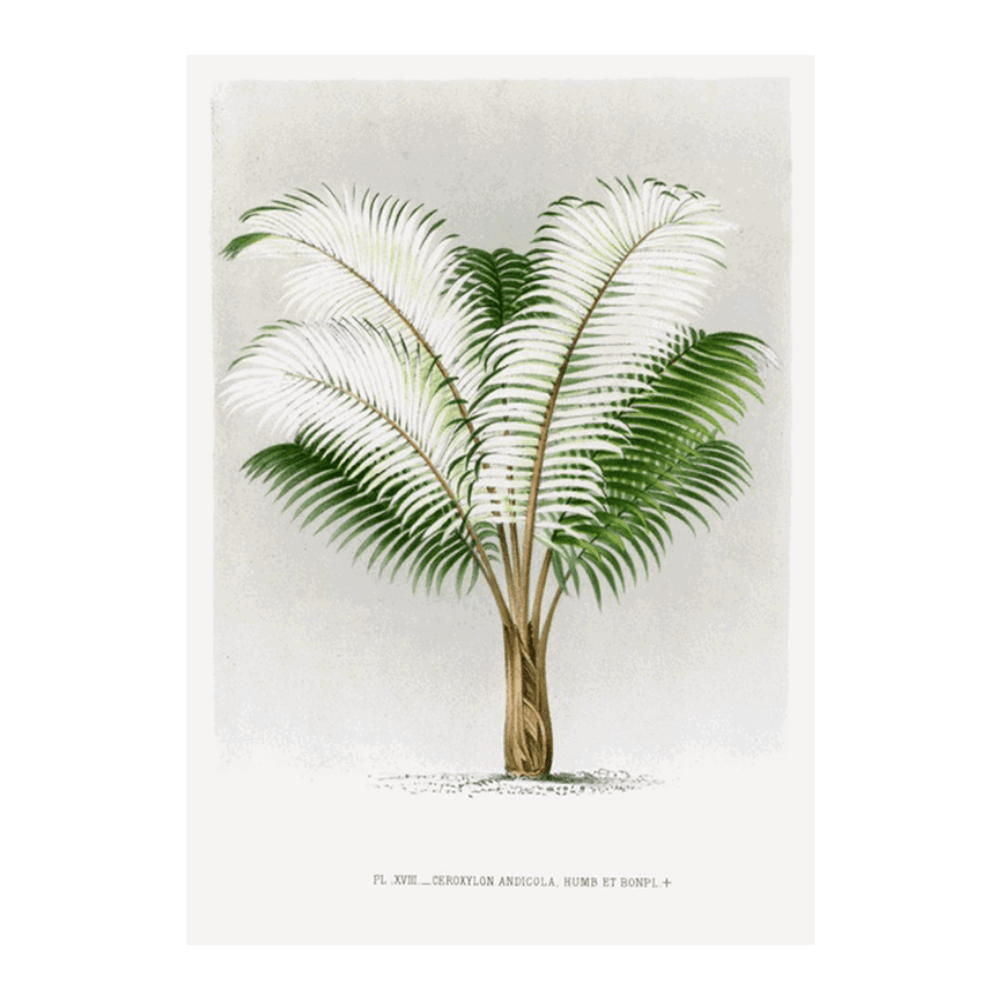 Les Palmiers Histoire XVIII