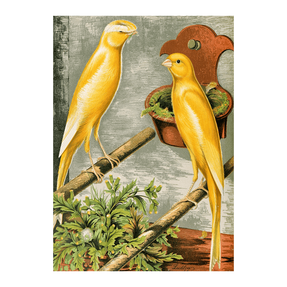 Lancashire Coppies-Yellow Plainhead Cock And Buff Coppy Hen