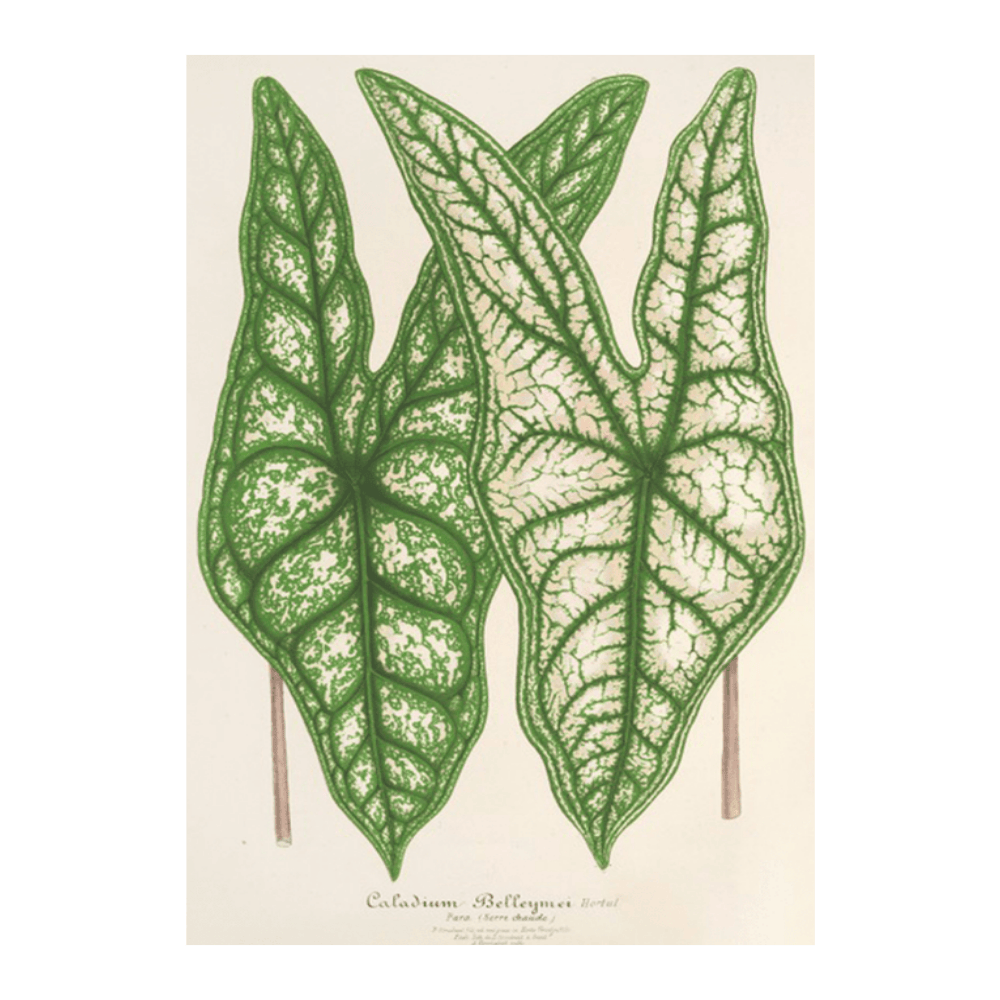 Caladium Belleymei (1854-1896)