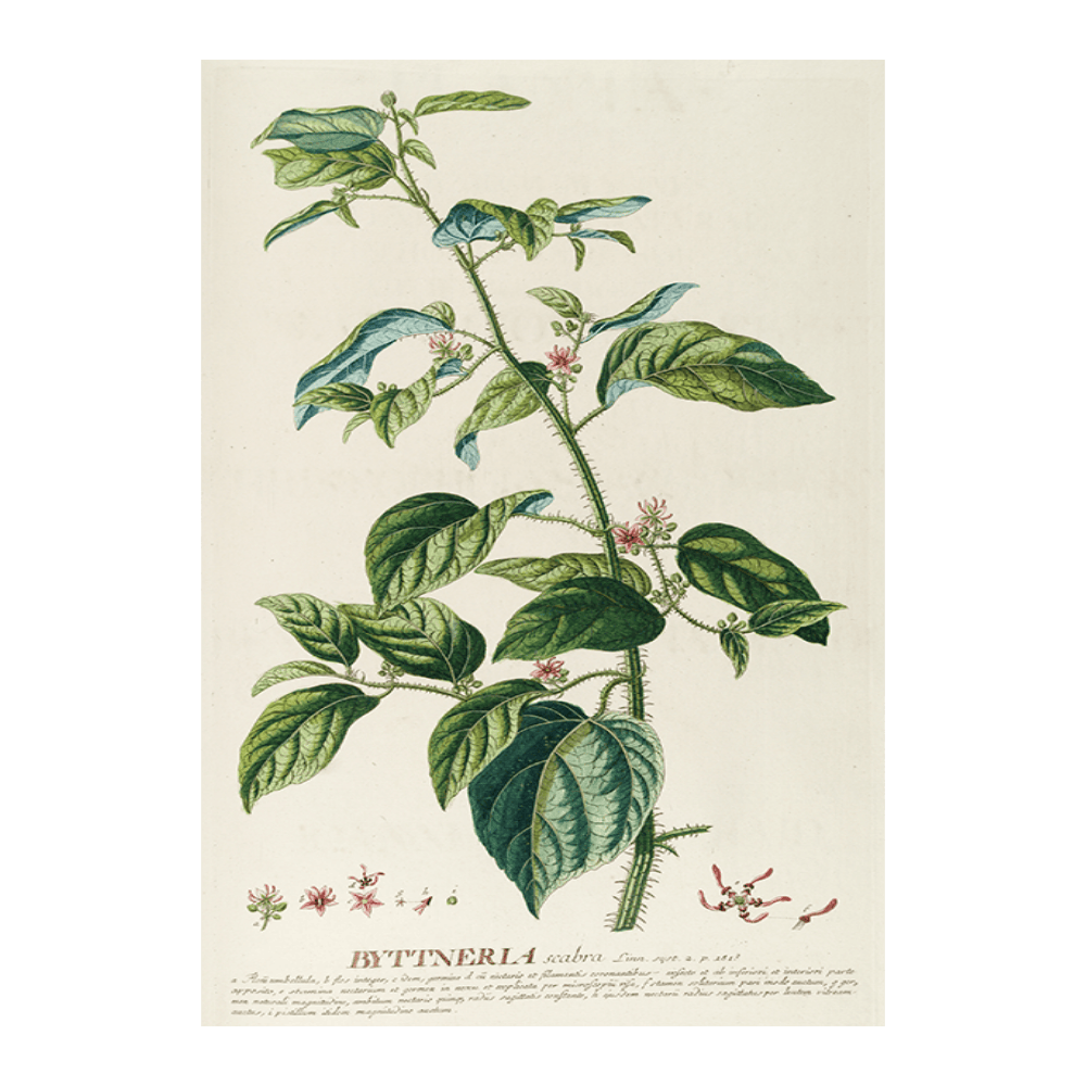 Byttneria