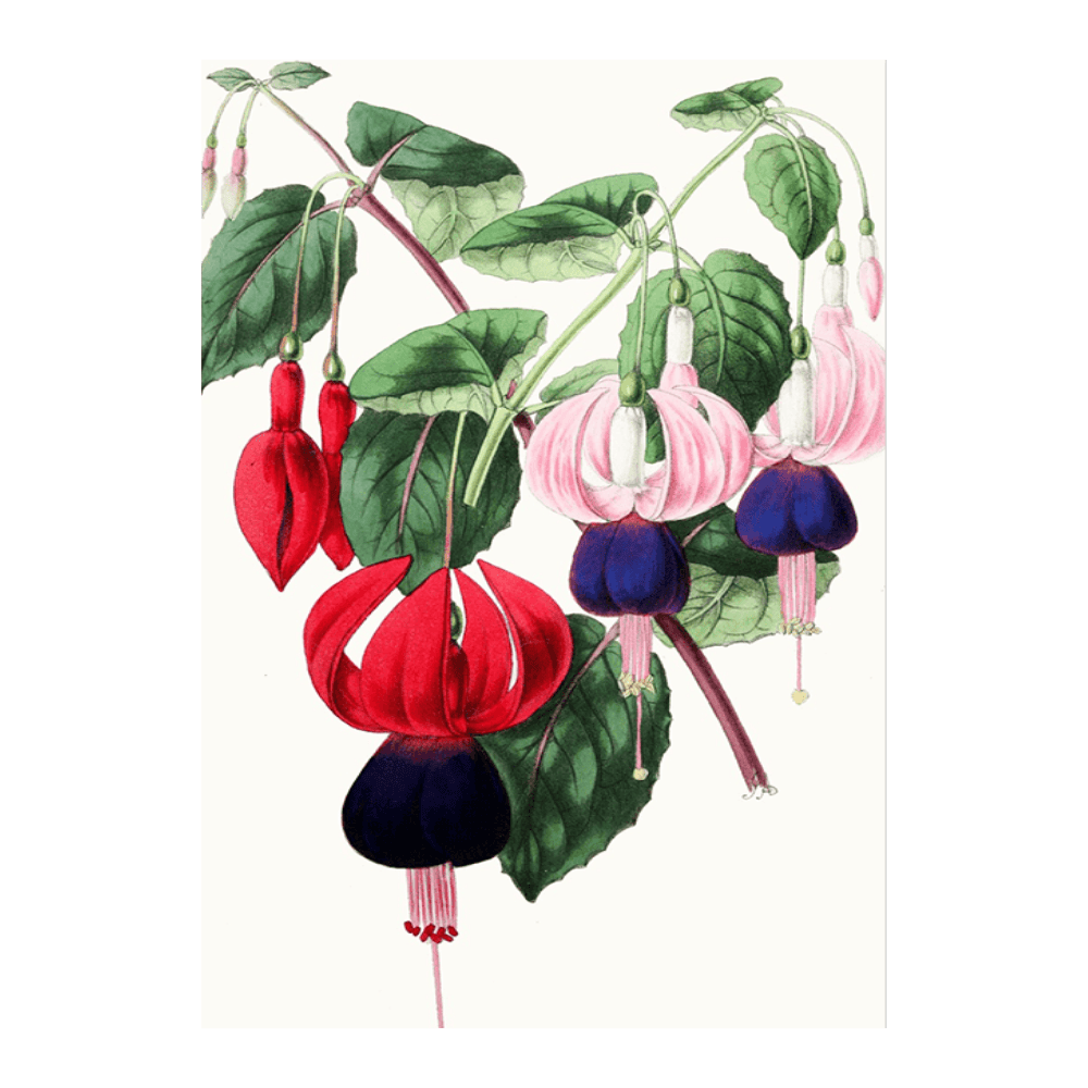Fuchsia - Emperor Napoleon, Venus de Medici