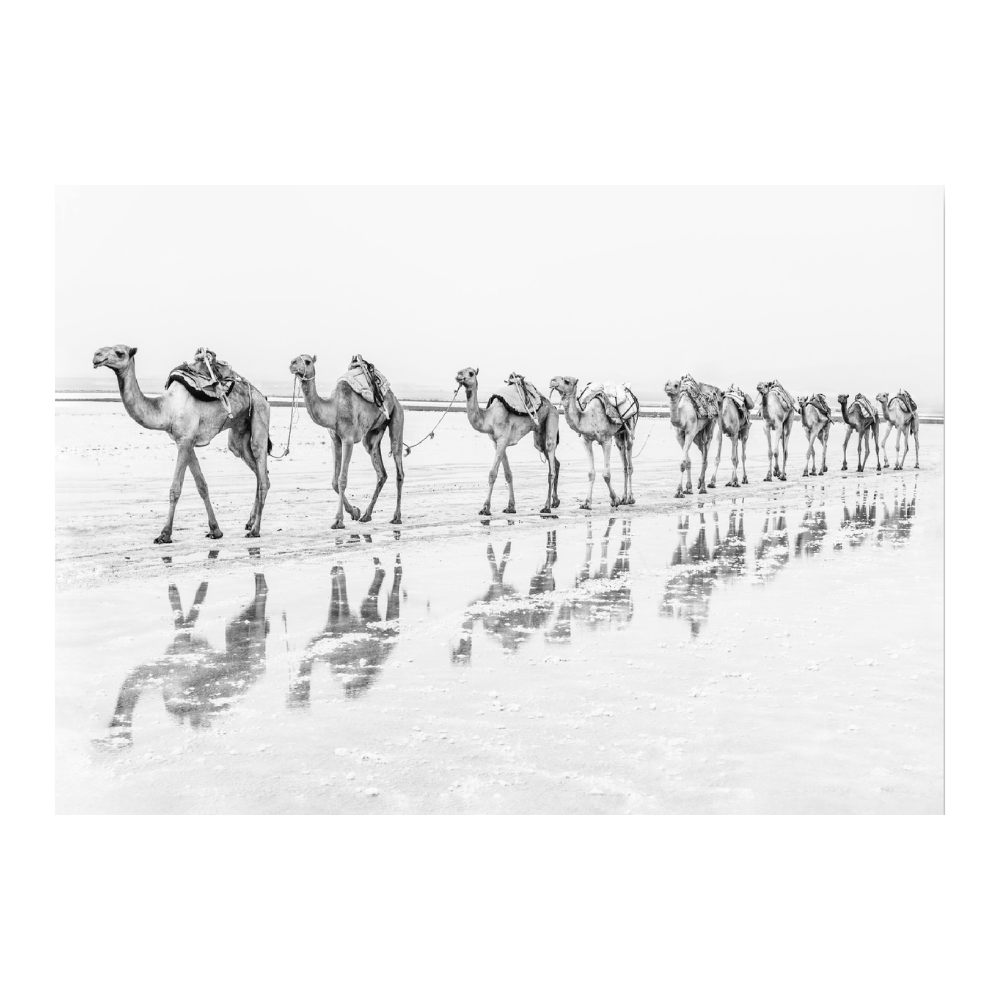 Camel Caravan