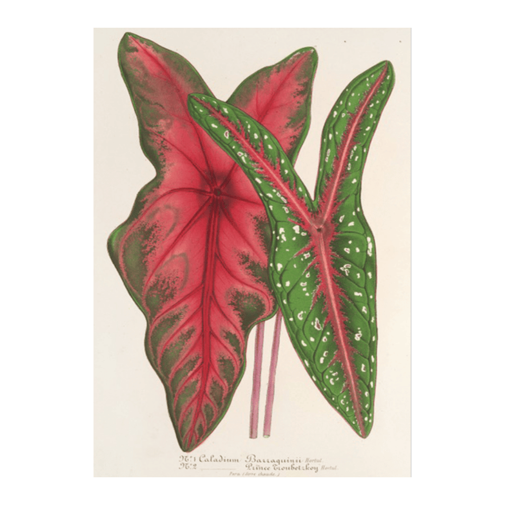 Caladium Baraquinii, Troubetzkoy (1854-1896)