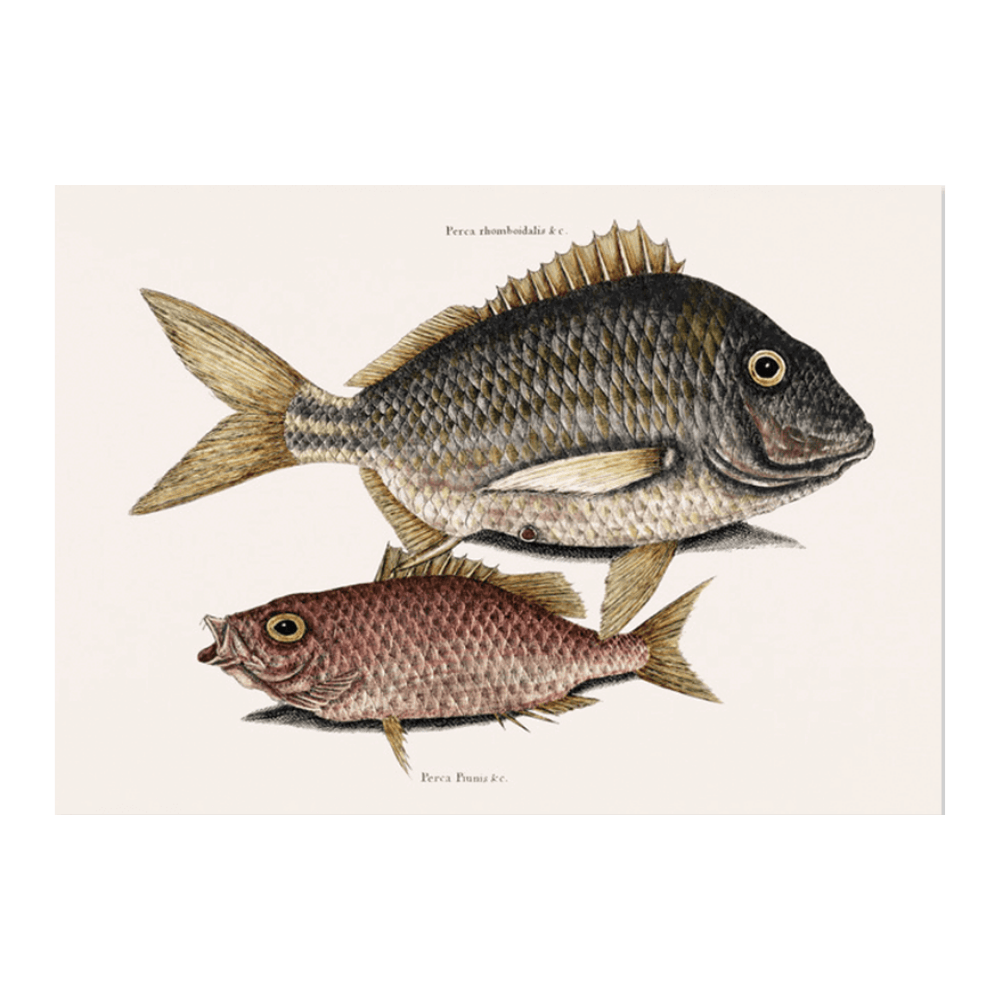Pork Fish (Perca romboidalis) Schoolmaster fish (Perca pinnis)