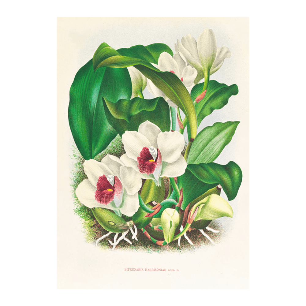 Bifrenaria Harrisoniae