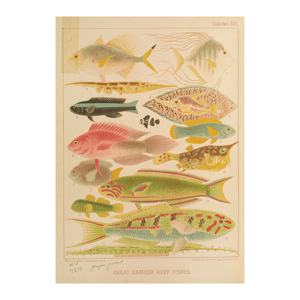 Great Barrier Reef Fishes II (1893)