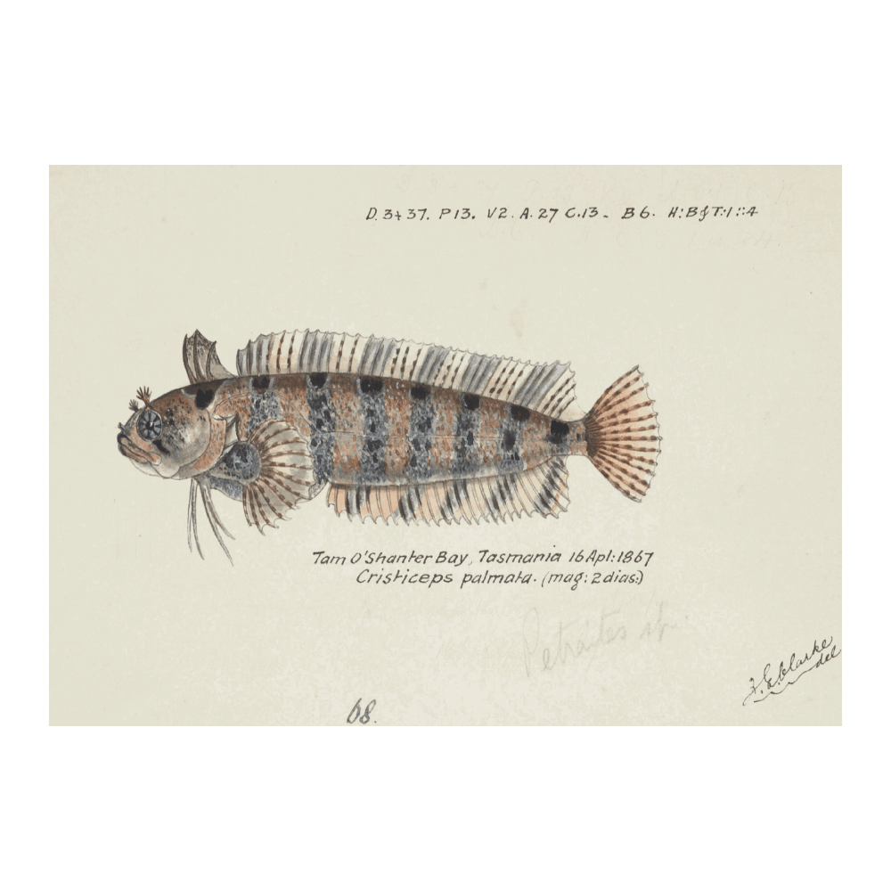 Possibly Heteroclinus (1867)