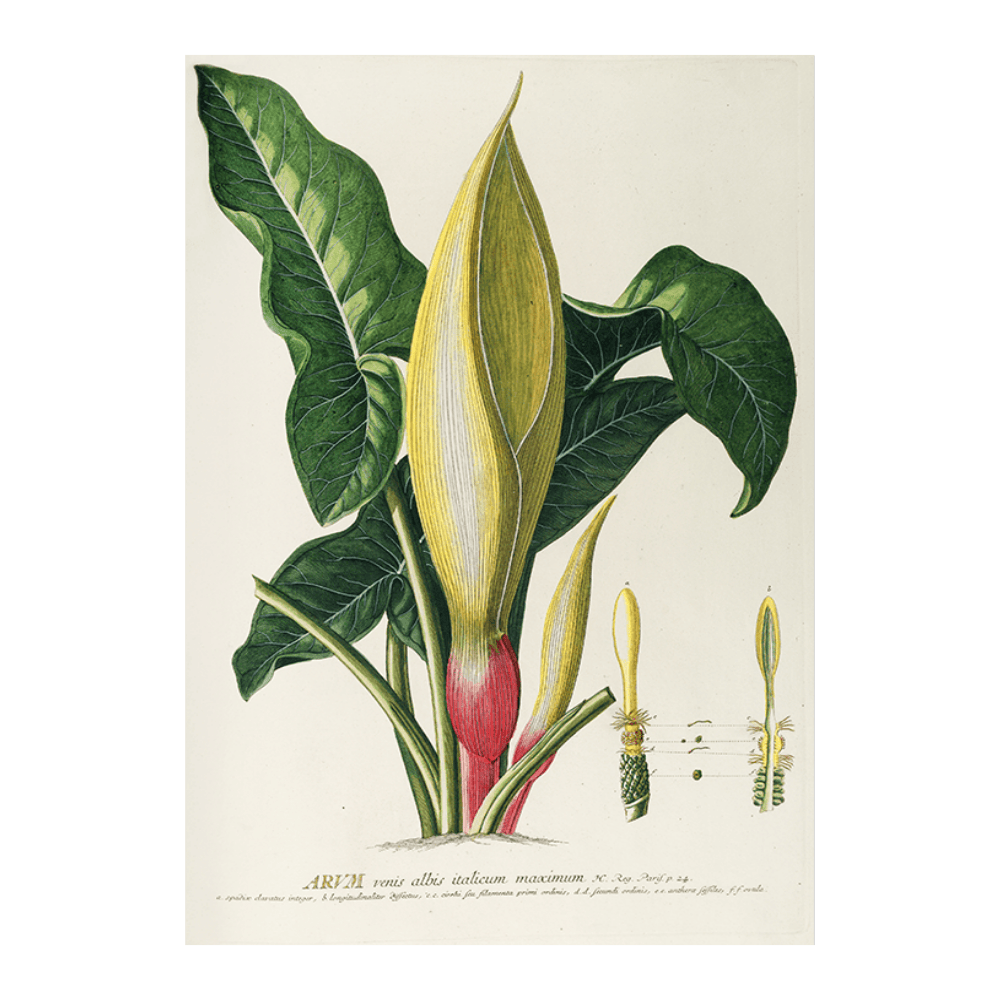 Arum