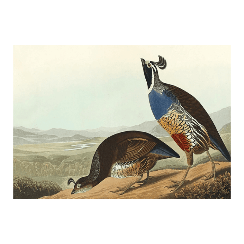 Audubon Quail