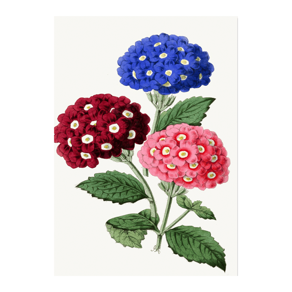 Verbena - Lady Lacon, Blue Beard, Wonderful