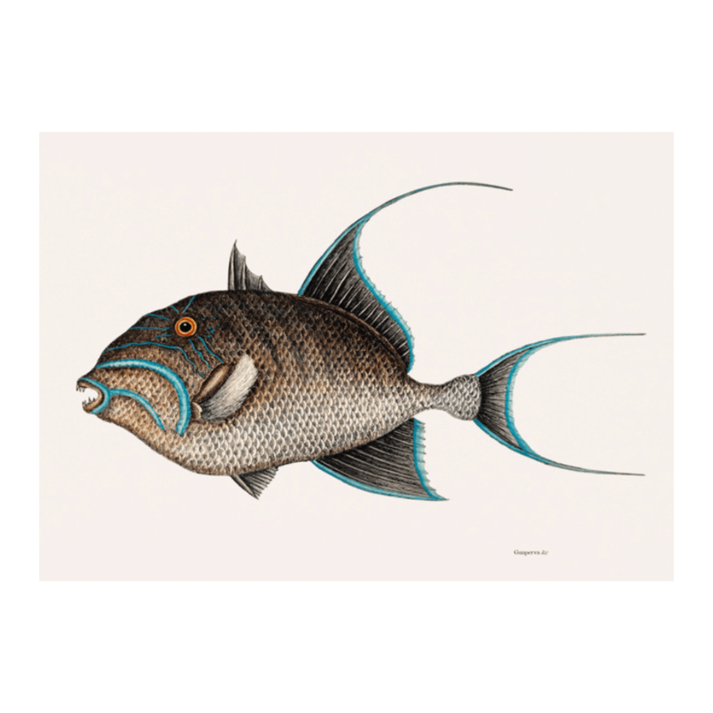 Old Wife Fish (Guaperva Maxima Caudata)