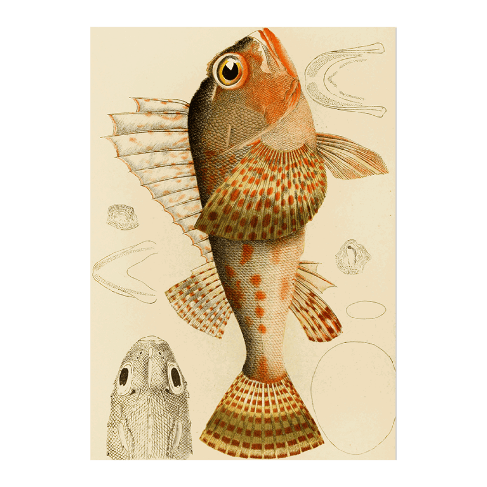 Fishes XI (1885 1890)