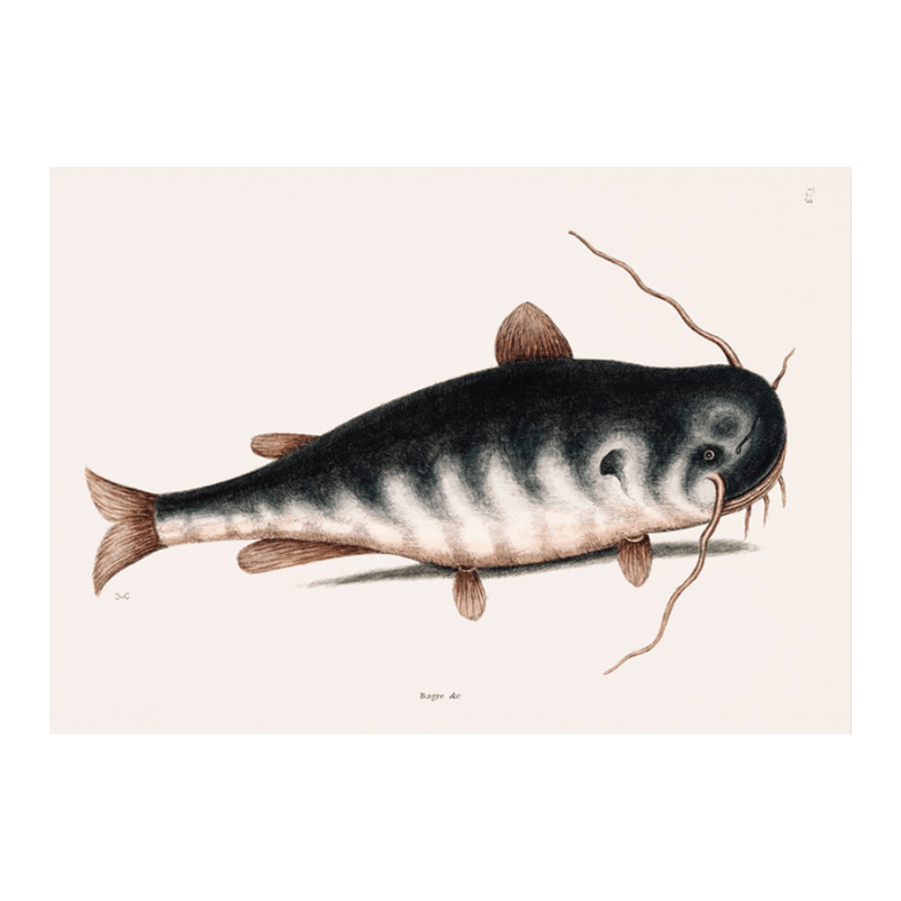Cat Fish (Bagre Secunde)