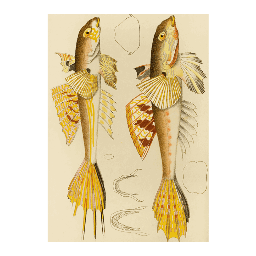 Fishes X (1885 1890)