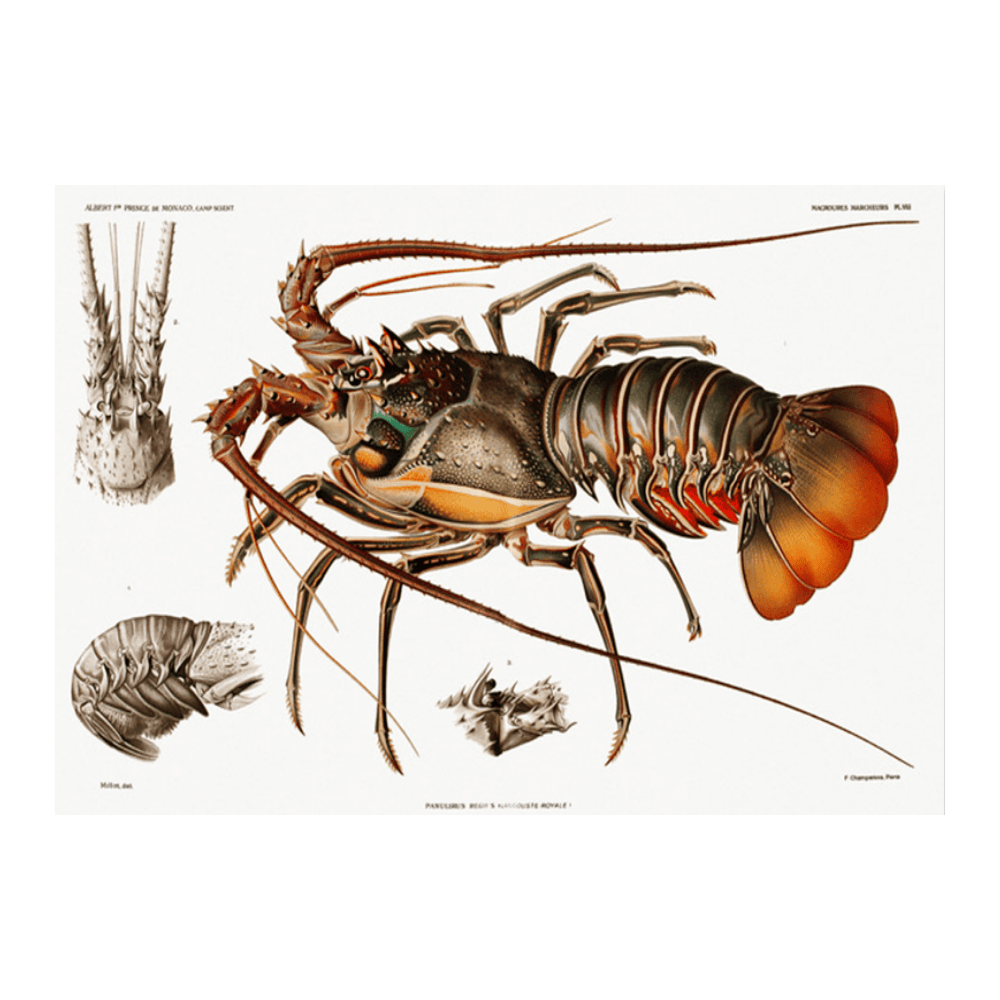 European Lobster