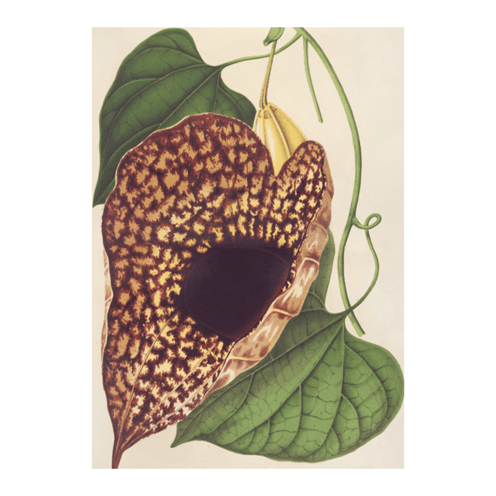 Aristolochia Cordiflora (1854-1896)