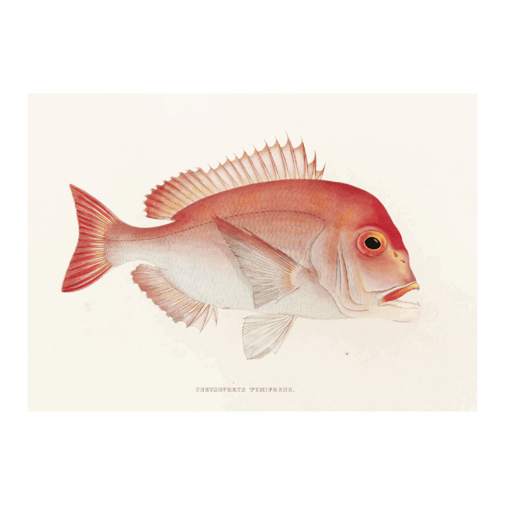 Fauna Japonica PI XLVII