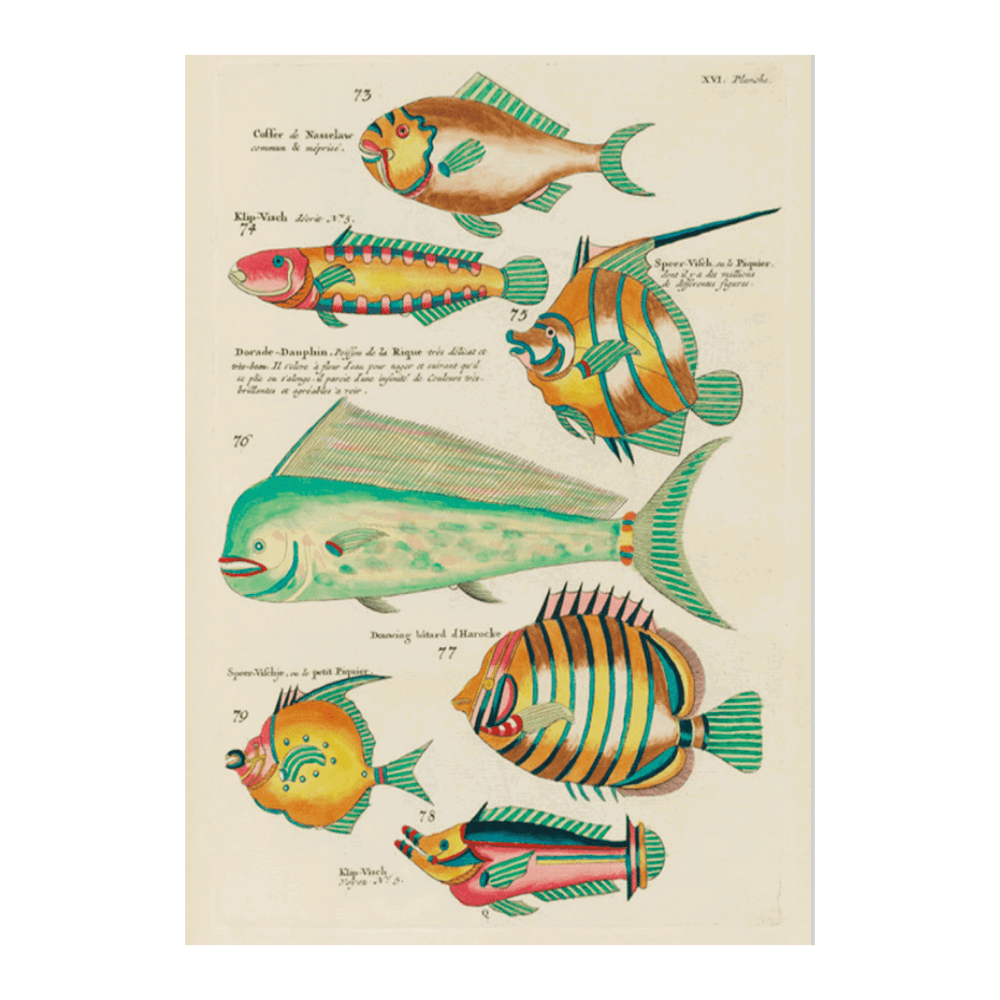 Louis Renard Illustration XVII