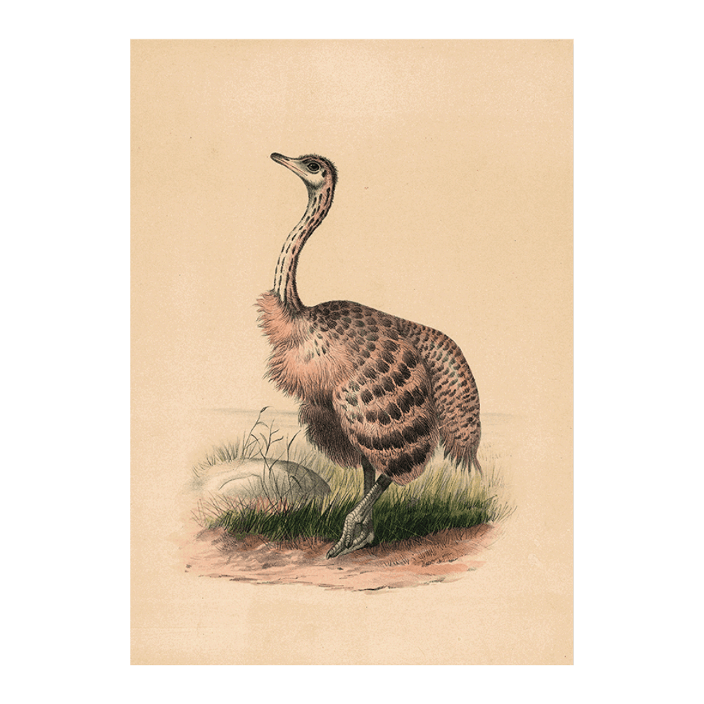 The Ostrich