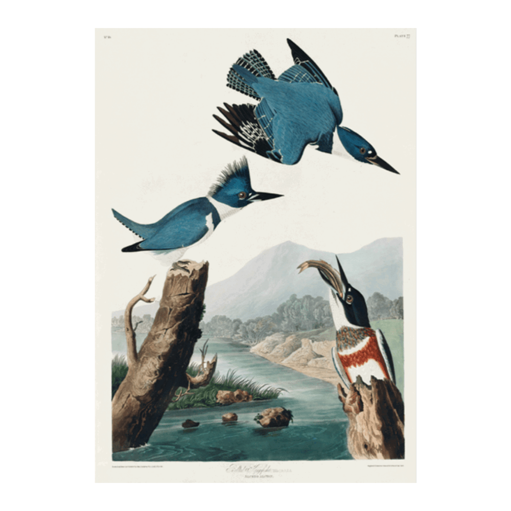 John James Audubon: "Belted Kingfisher"