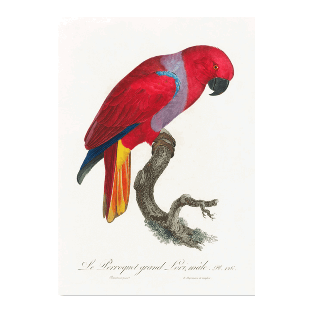 The Eclectus Parrot