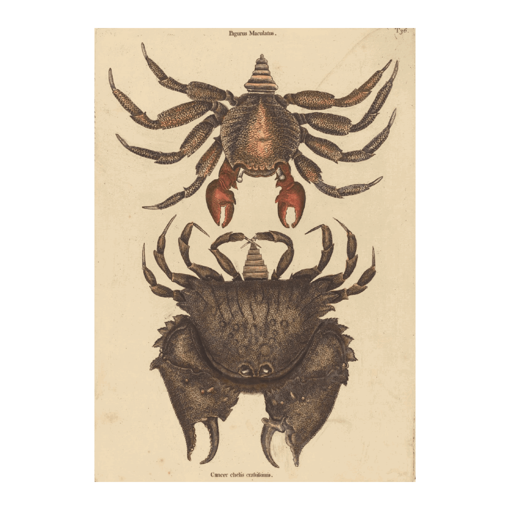 The Red Mottled Rock Crab
