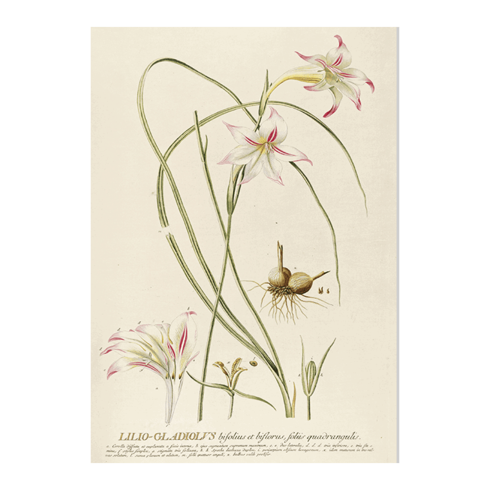 Lilio-Galdiolus