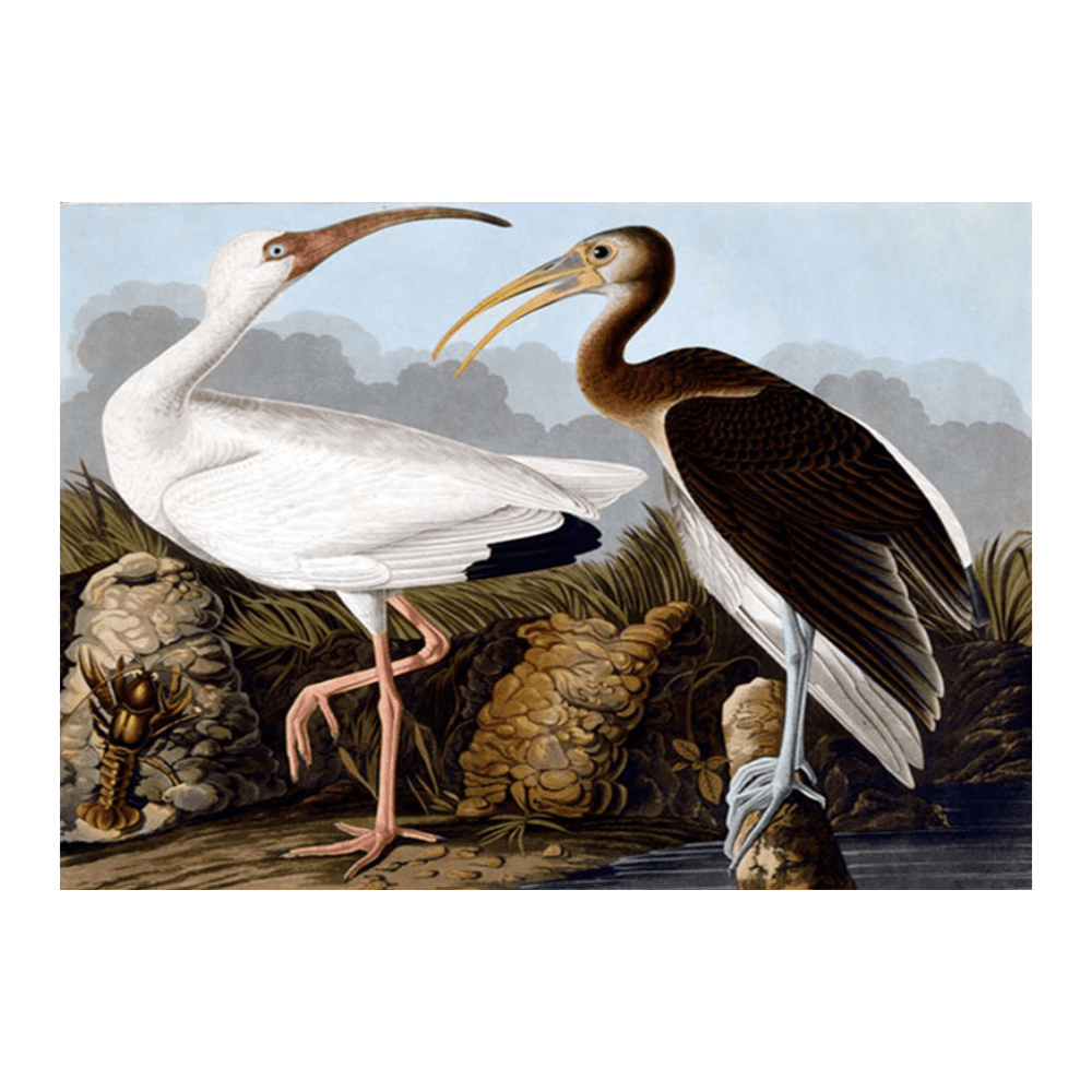 Audubon Egrets