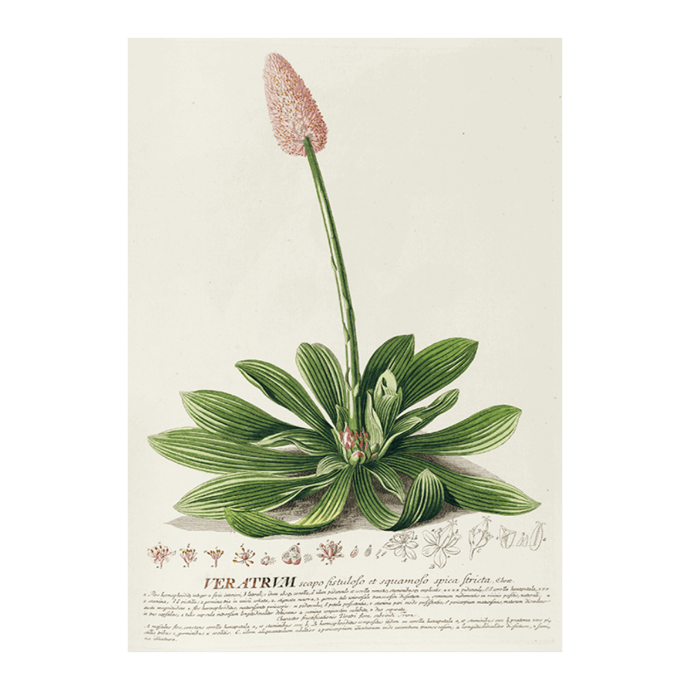 Veratrum