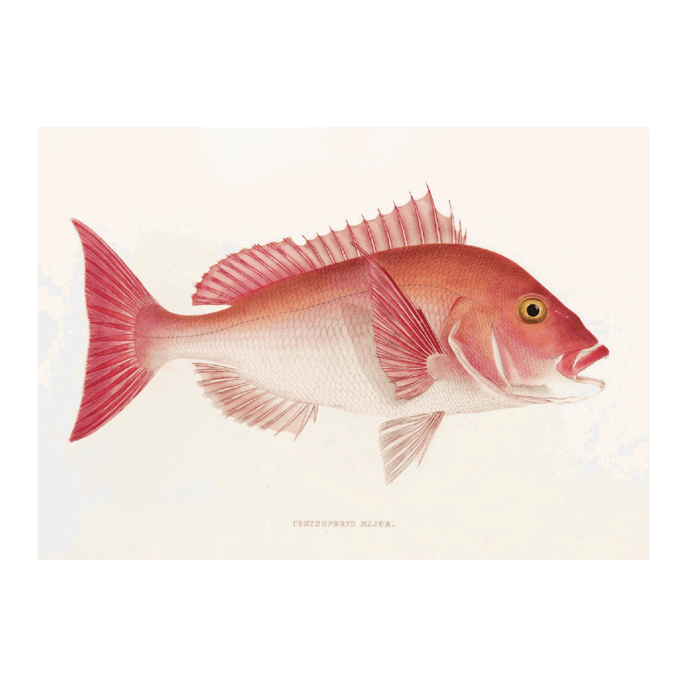 Fauna Japonica PI XLVIII
