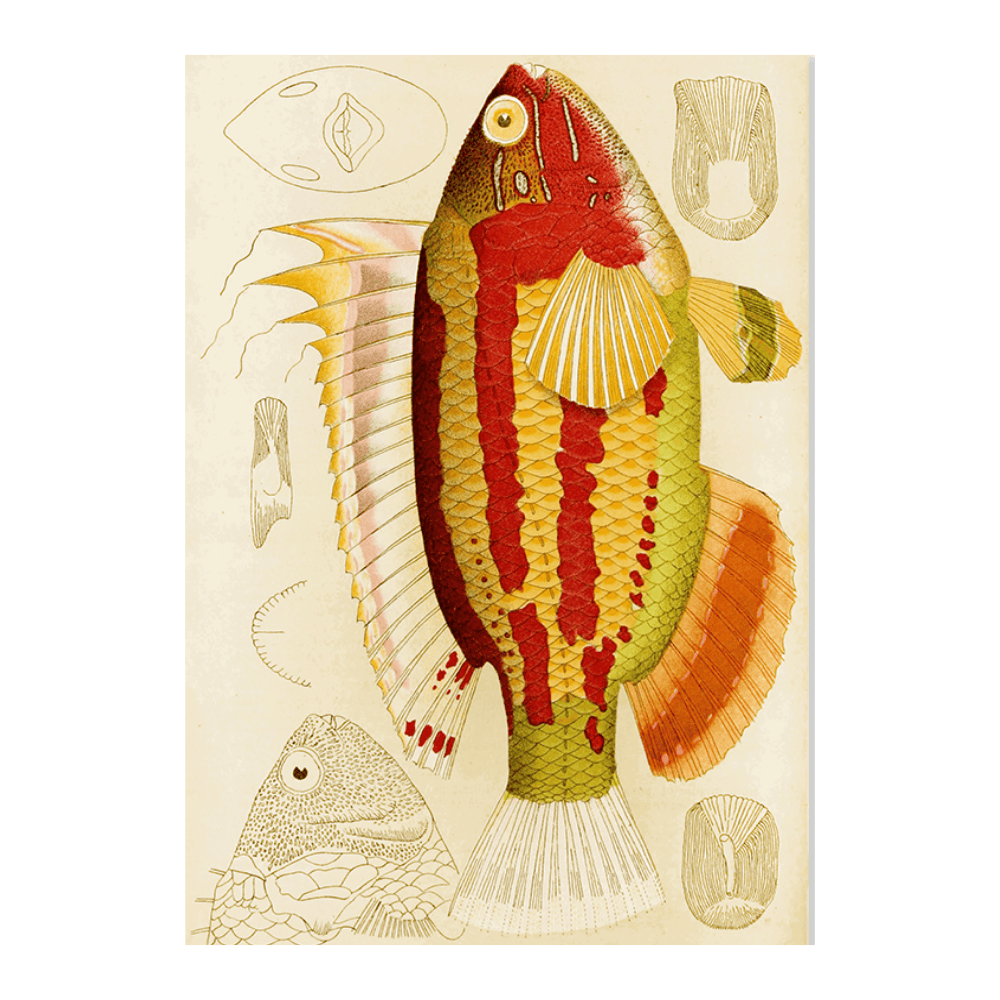 Fishes III (1885 1890)