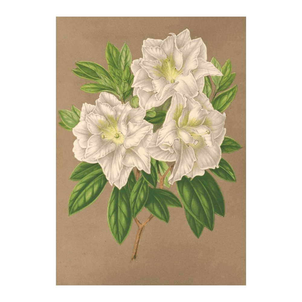 Azalea Bernhard Andrea (1854-1896)