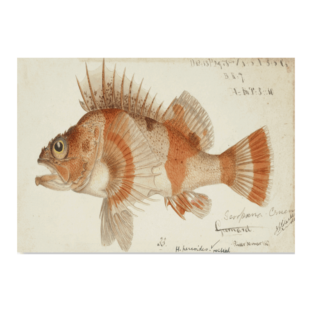 Helicolenus Percoides (1867)