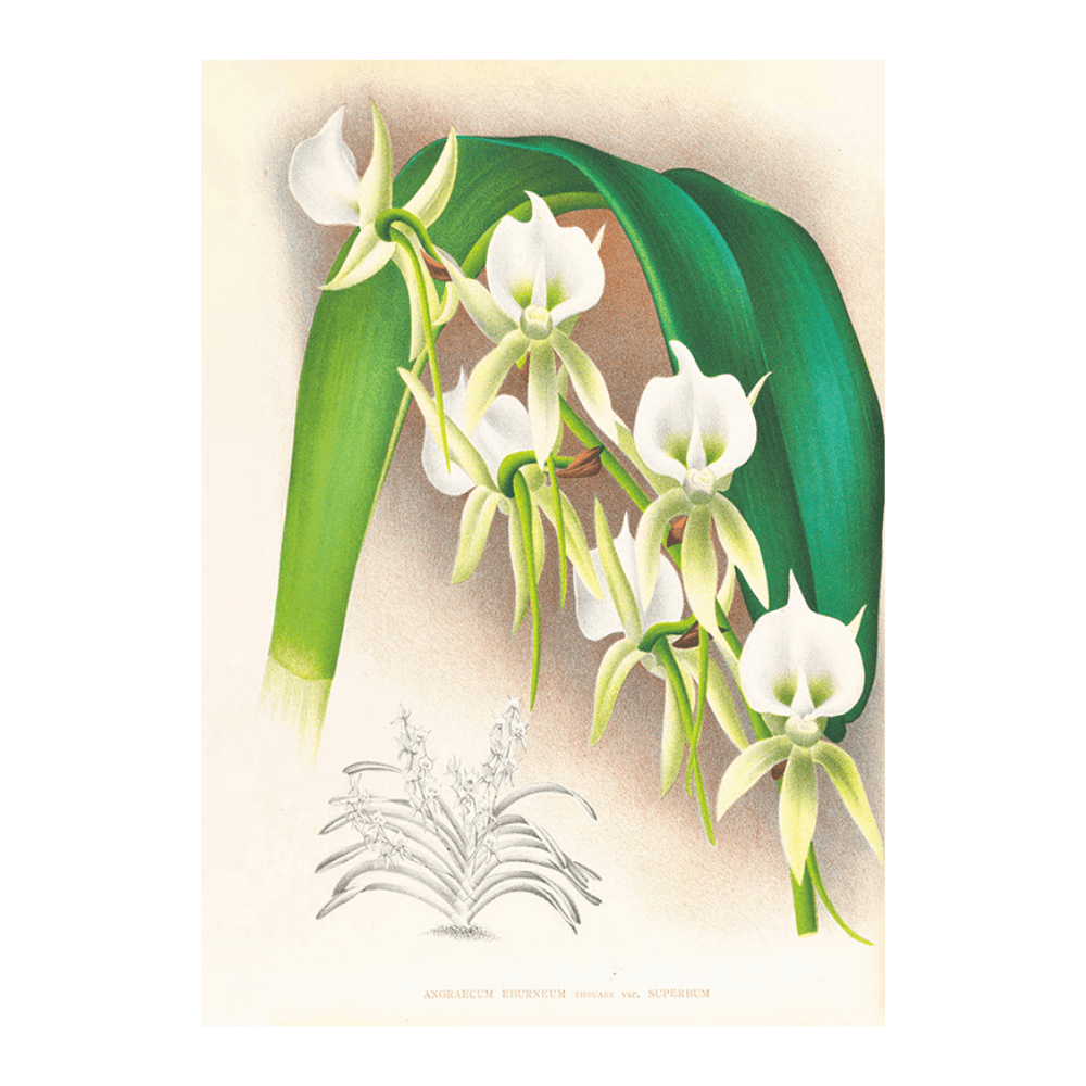 Angraecum Eburneum Var Superbum
